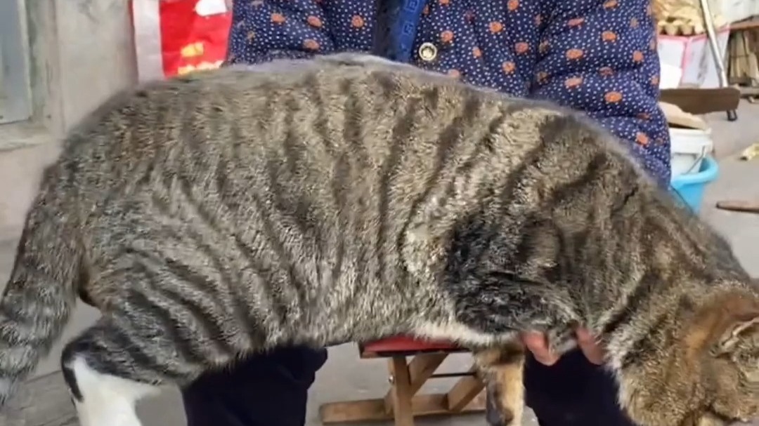 猫为什么养不熟爱挠人为什么在线 猫为什么养不熟爱挠人为什么在线