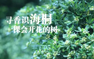 Download Video: 随处可见的海桐，花香惊艳