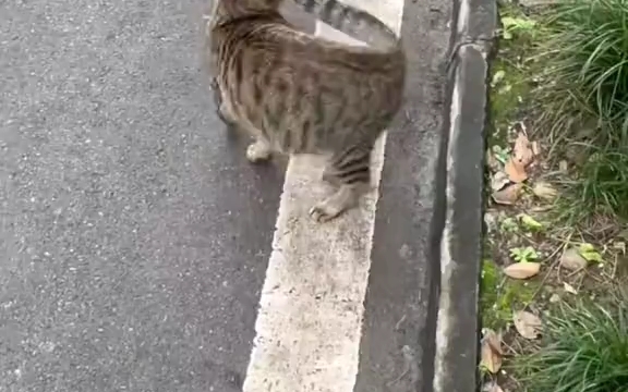 猫猫旋转真猫版哔哩哔哩bilibili