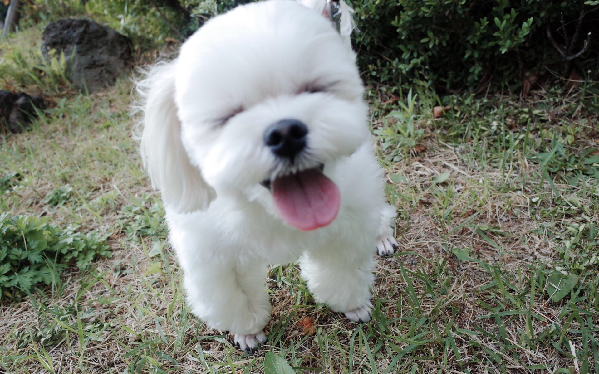 大家好这是我女朋友金智秀kimjisoo又名我女朋友和她的小狗狗日常