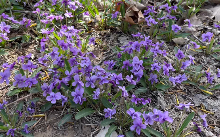 紫花地丁储存图片