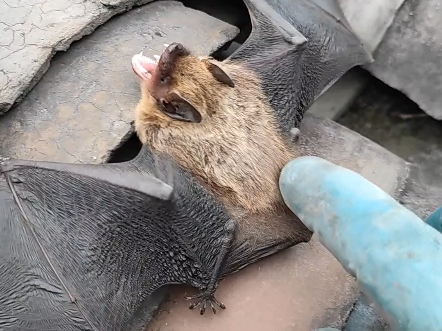 背锅侠! #伏翼 #蝙蝠 #野生小动物 #夜明砂 #小动物