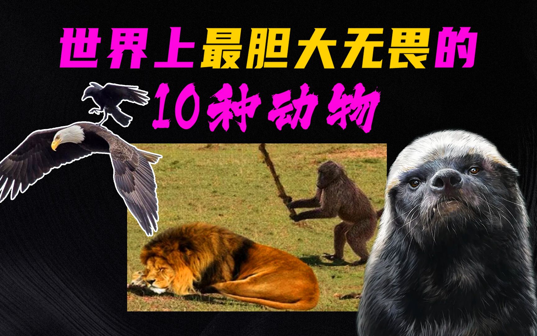 无畏代表什么动物