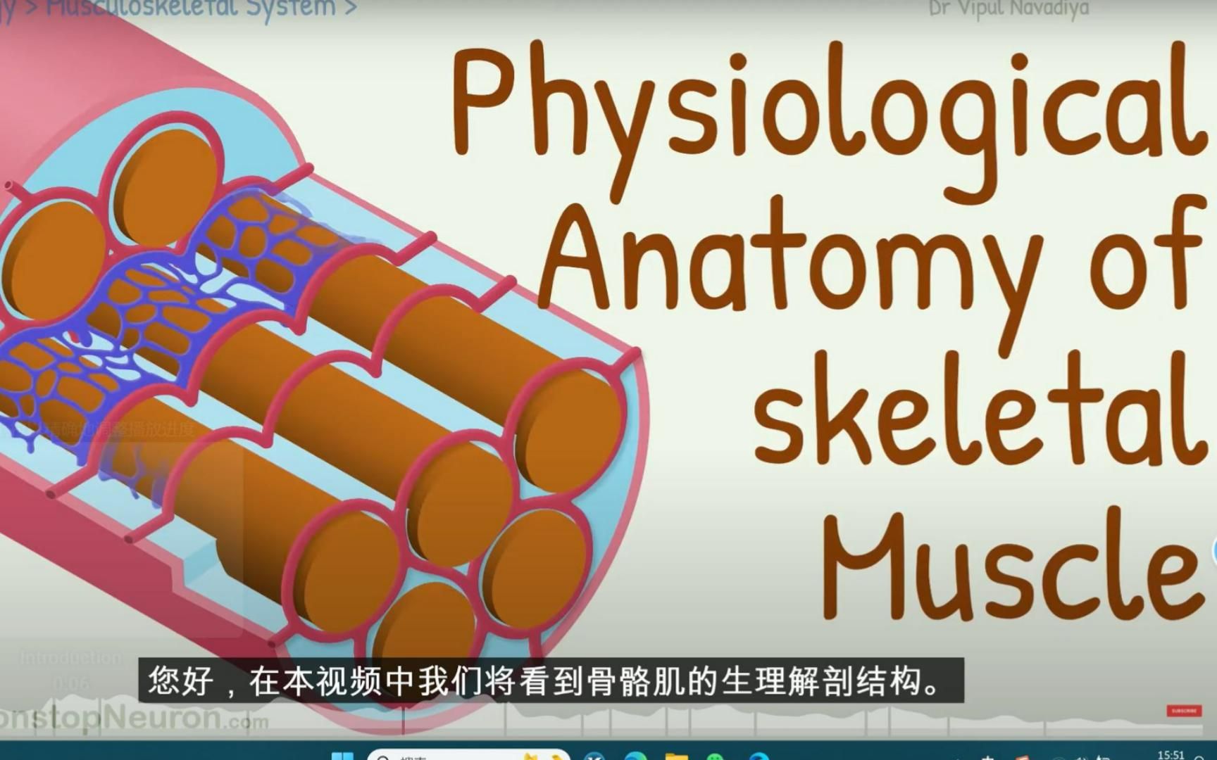 [图]骨骼肌纤维结构肉瘤、粗丝、细丝、肌动蛋白、肌球蛋白等