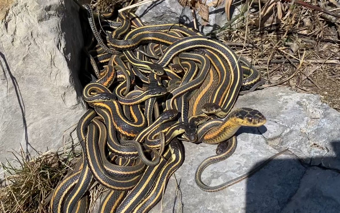 一条发情的母蛇引来了周围一群小公蛇