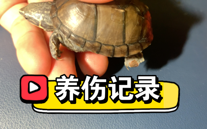 麝香龟极品头纹麝香龟脚伤恢复记录