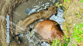 下载视频: 獅子和牛掉下水井