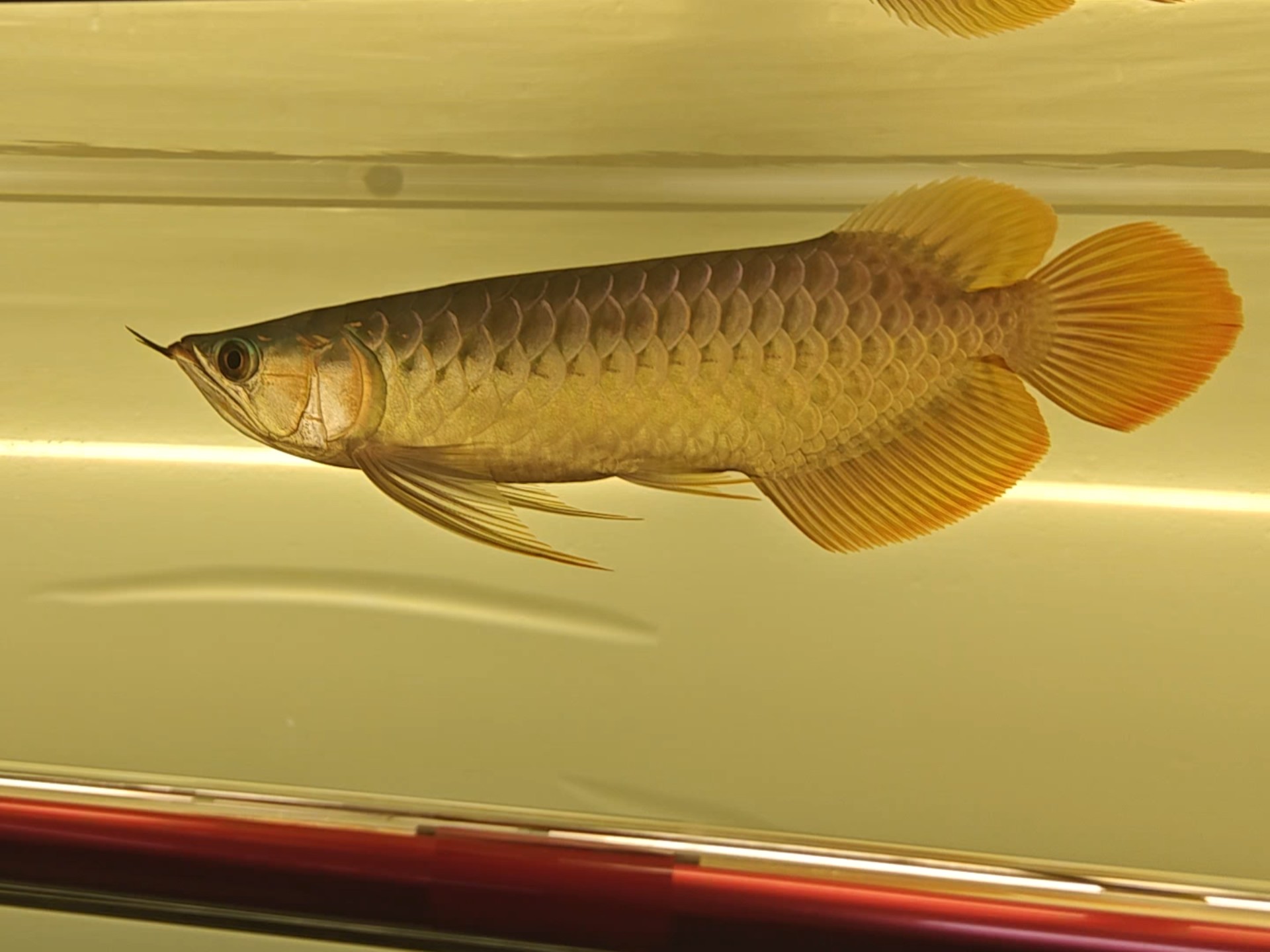 龙鱼侧灯第二十一天