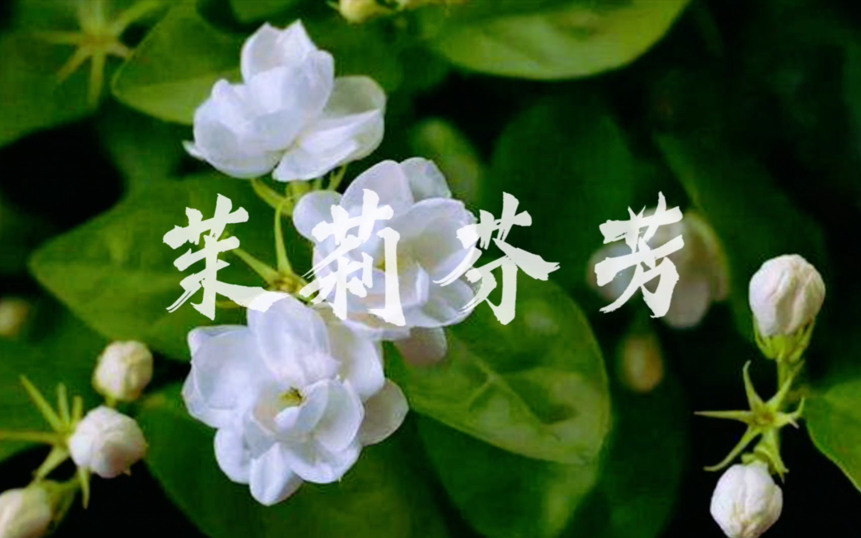 古筝十级《茉莉芬芳》