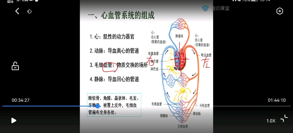 體循環肺循環