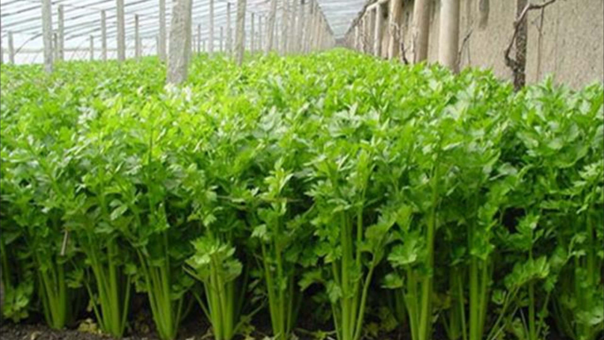 中国尊师重教的礼品蔬菜～芹菜(芹)