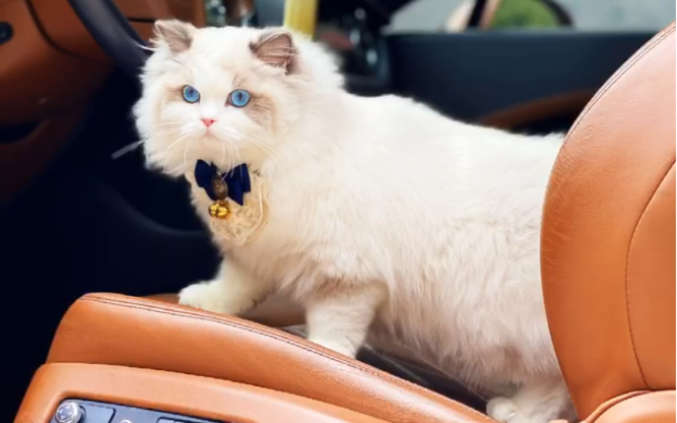 布偶猫要问车模哪家强布偶miumiu来帮忙