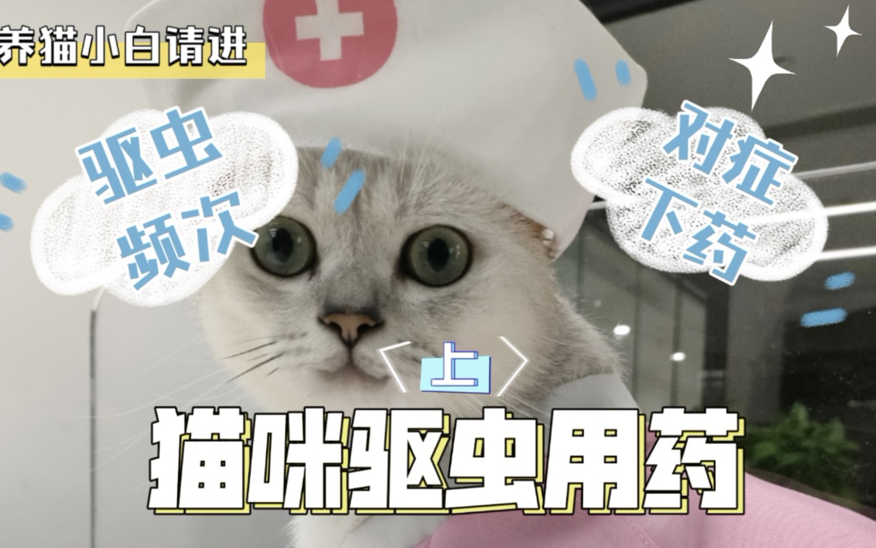 什么样的猫咪驱虫用什么样的药?哔哩哔哩bilibili