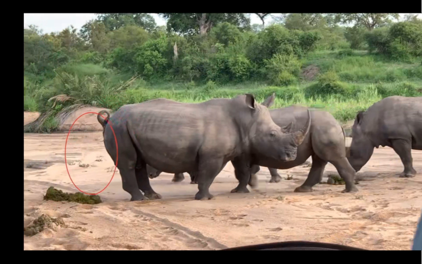 高清,犀牛拉屎!