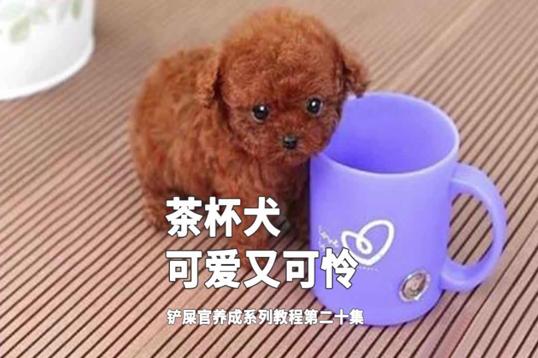 可爱又萌萌哒的茶杯犬,没想到也是个小可怜哔哩哔哩bilibili