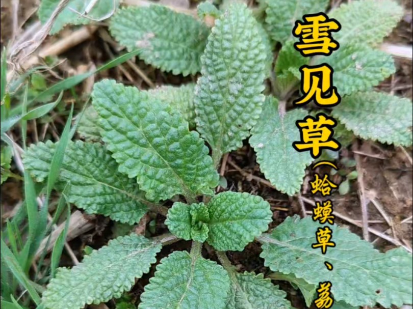 植物蛤蟆皮的药用价值图片