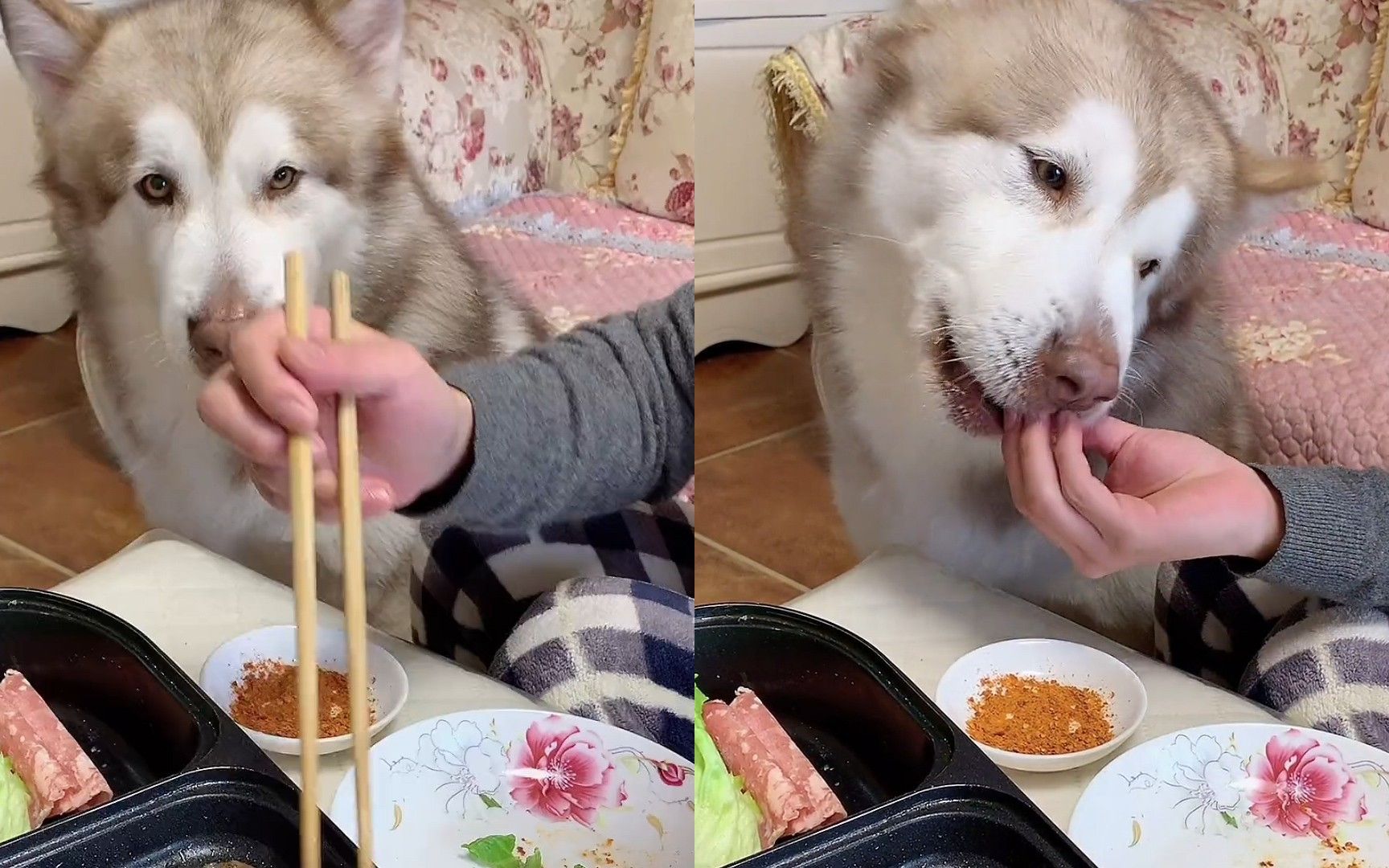 重庆一宠物狗吃烤肉必须要蘸辣椒、吃生菜,网友:讲究的狗子!_哔哩哔哩_bilibili