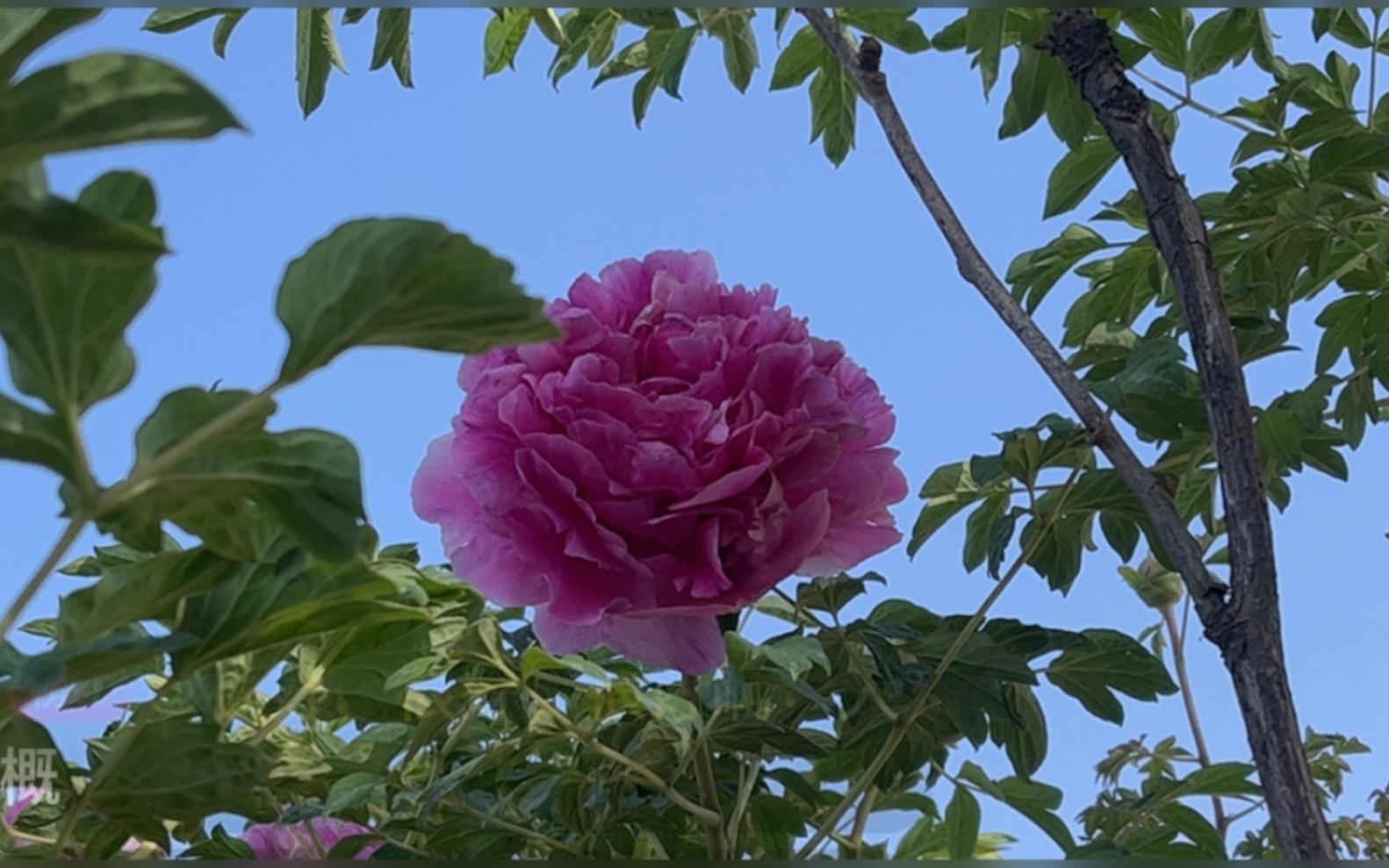 甘肃百年紫斑牡丹