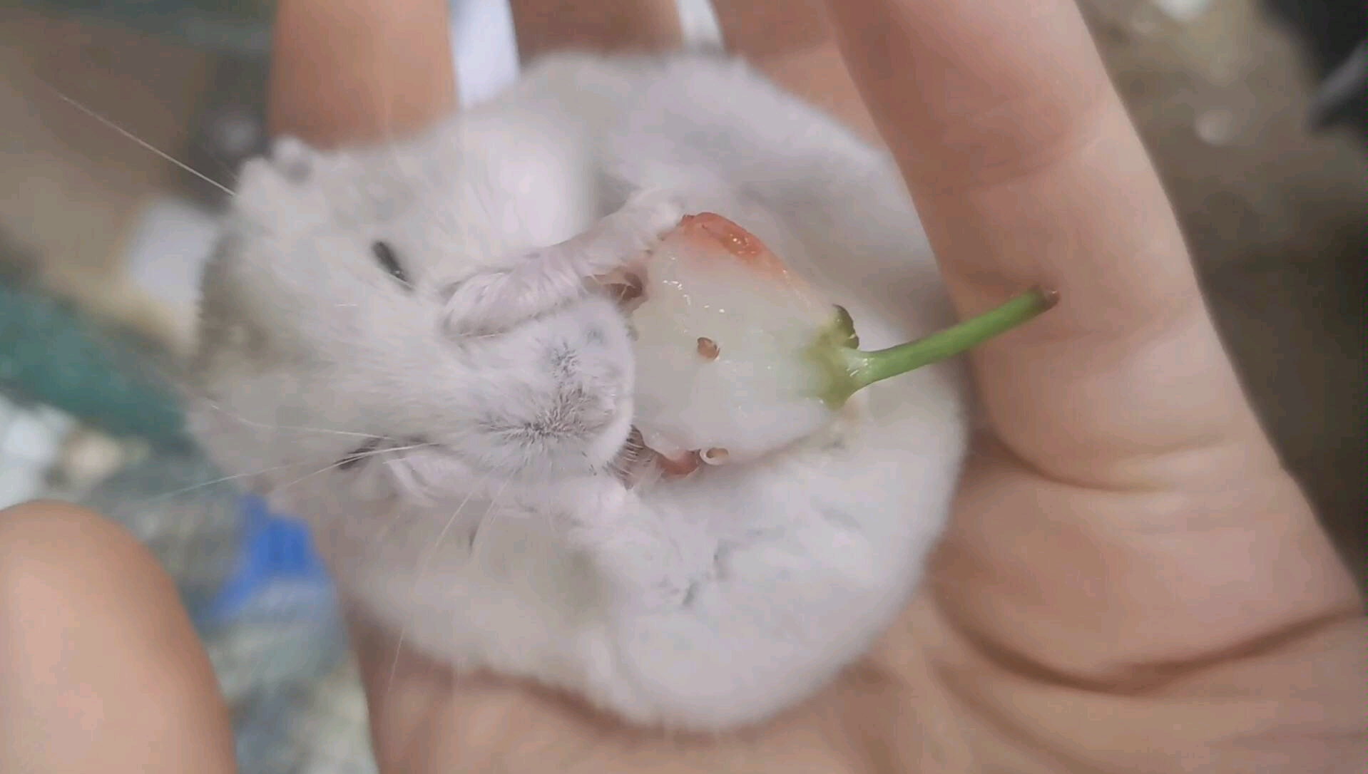 吃草莓的小仓鼠