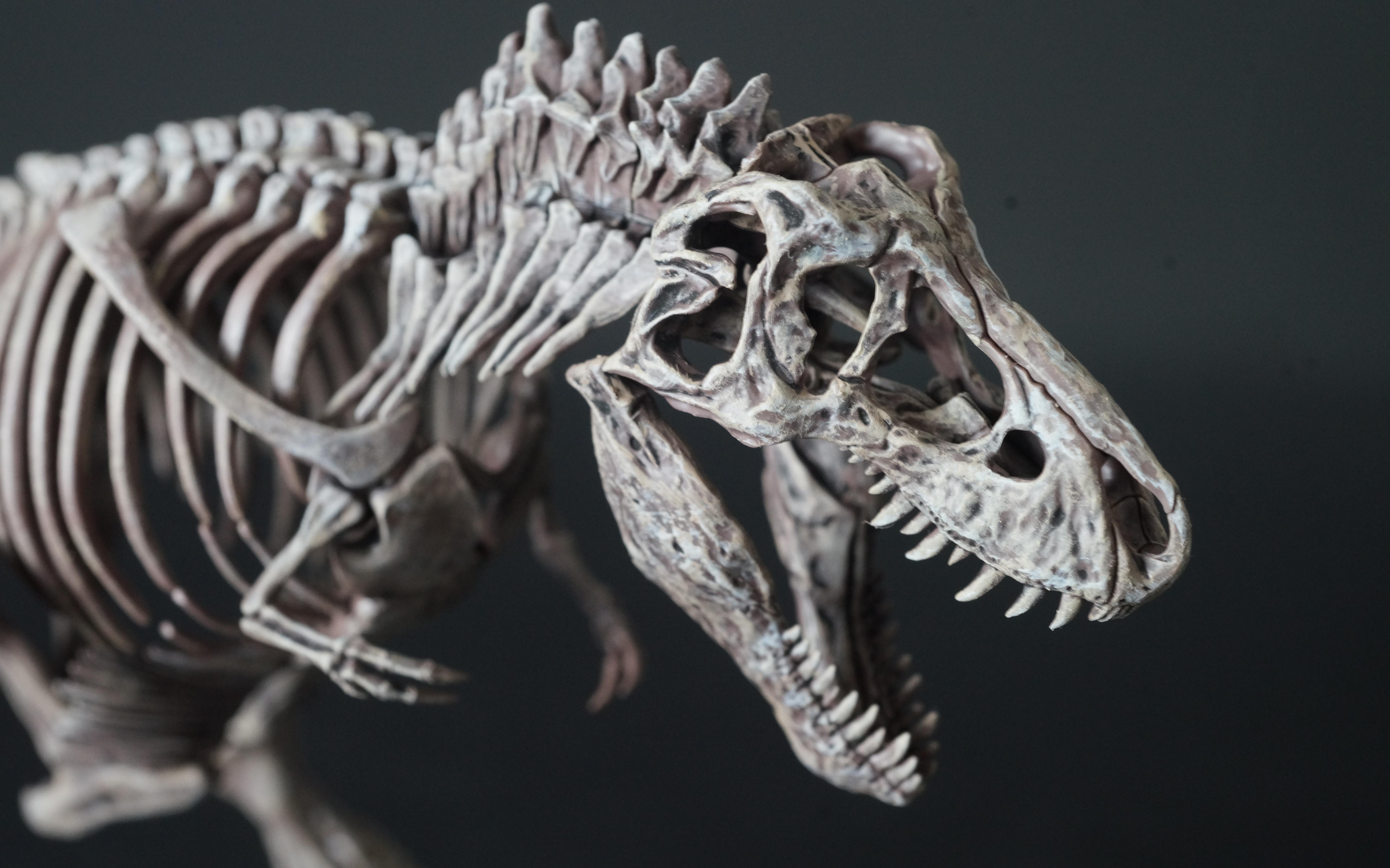 【万代】塑料拼装霸王龙骨骼化石模型