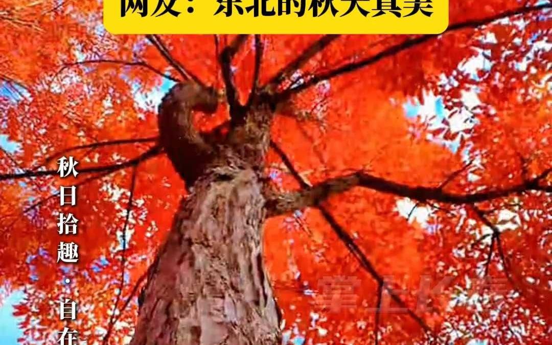 漫山红透 秋韵如诗 网友:东北的秋天真美哔哩哔哩bilibili