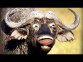 [图]【pewdiepie作品】欢乐而奇葩的游戏:满地都是大水牛BUFFALO BUFFALO