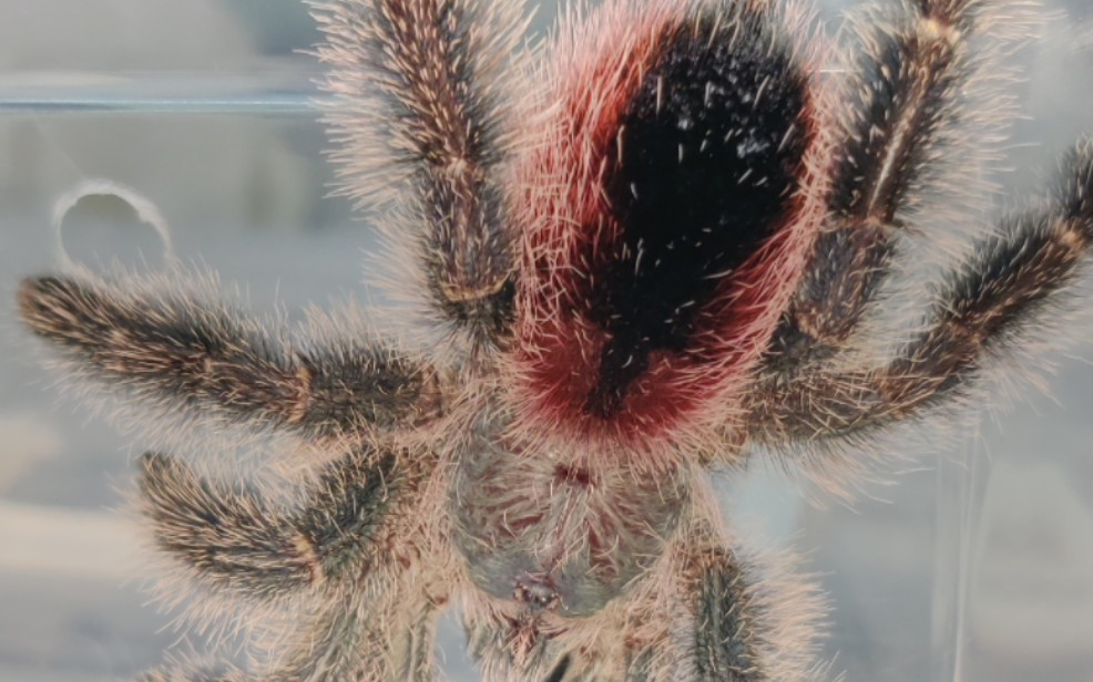 亚马逊玛瑙斯粉趾可可爱爱