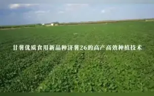 Tải video: 科学普及 | 新品种济薯26的高产高效种植技术