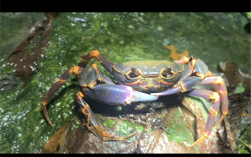 上山野采溪蟹记录