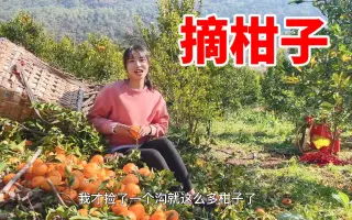 柑子 哔哩哔哩 Bilibili