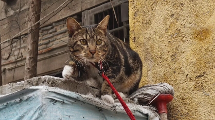 [图]汕头是个爱猫猫城市