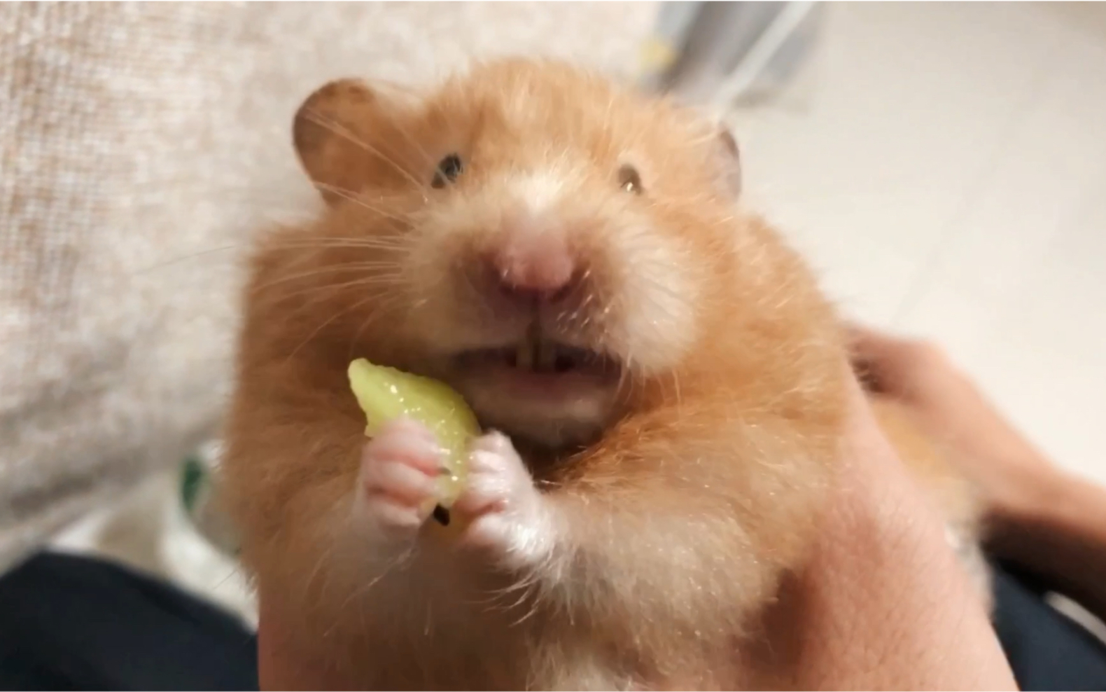 金丝熊被骗吃猕猴桃酸到吐