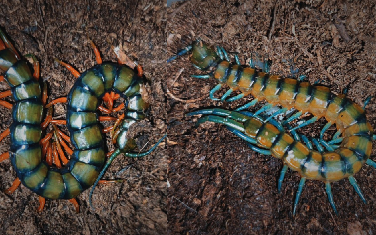 今天是个什么物首次拥有国外赤越南赤蜈蚣苗楚雄禄丰毕节蓝开箱