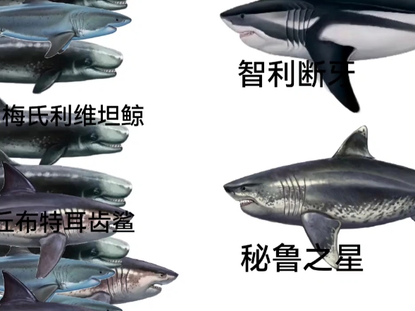 狭齿耳齿鲨×6,梅氏利维坦鲸×5,丘布特耳齿鲨×4vs巨齿鲨(智利断牙