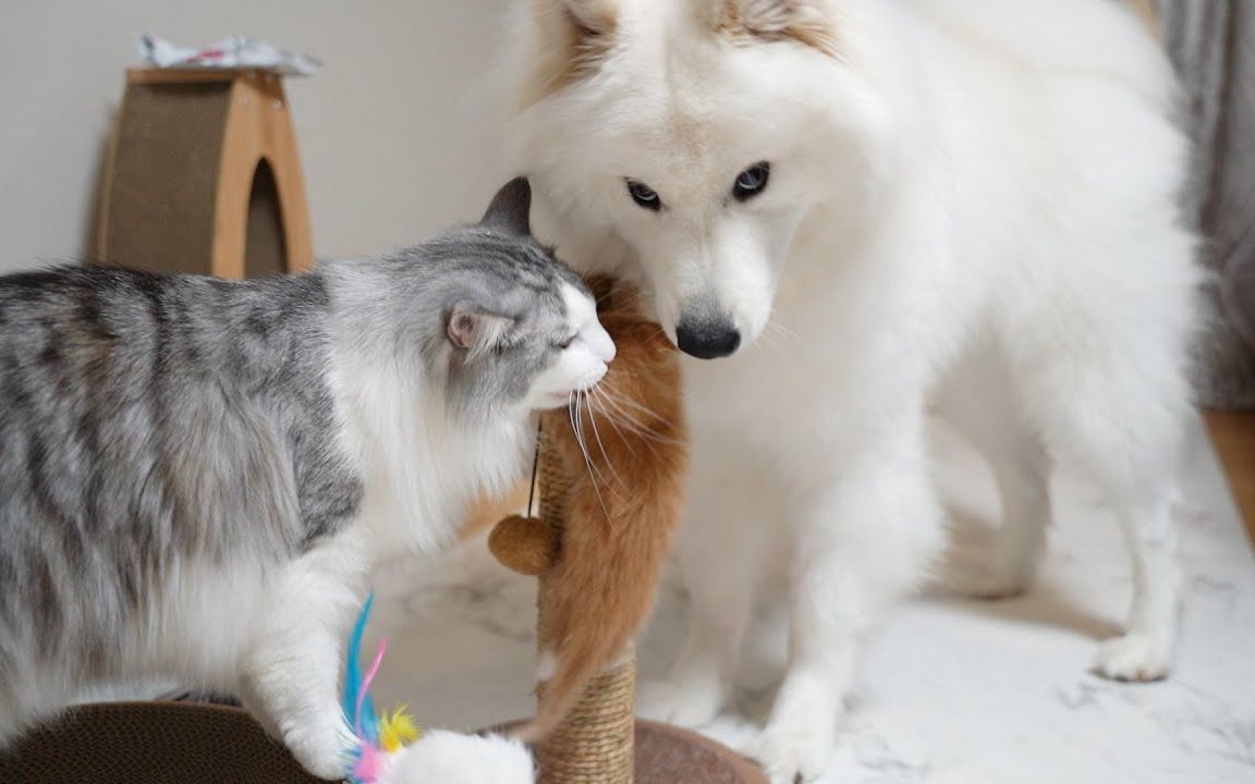 大狗大猫照顾小猫的温馨画面