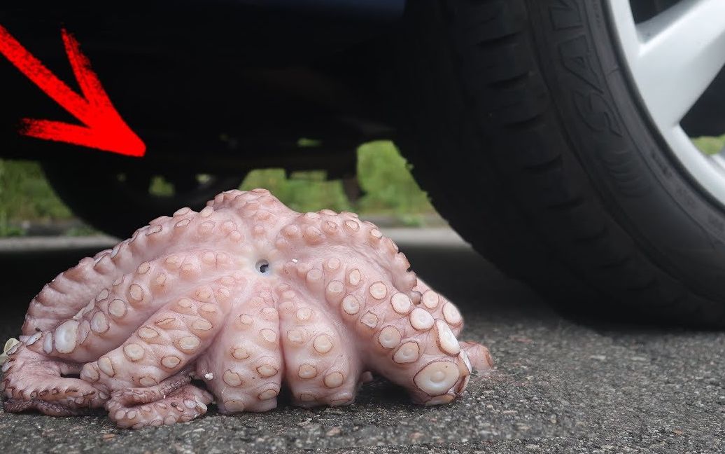 用汽车碾压活章鱼,下一秒看的网友傻笑