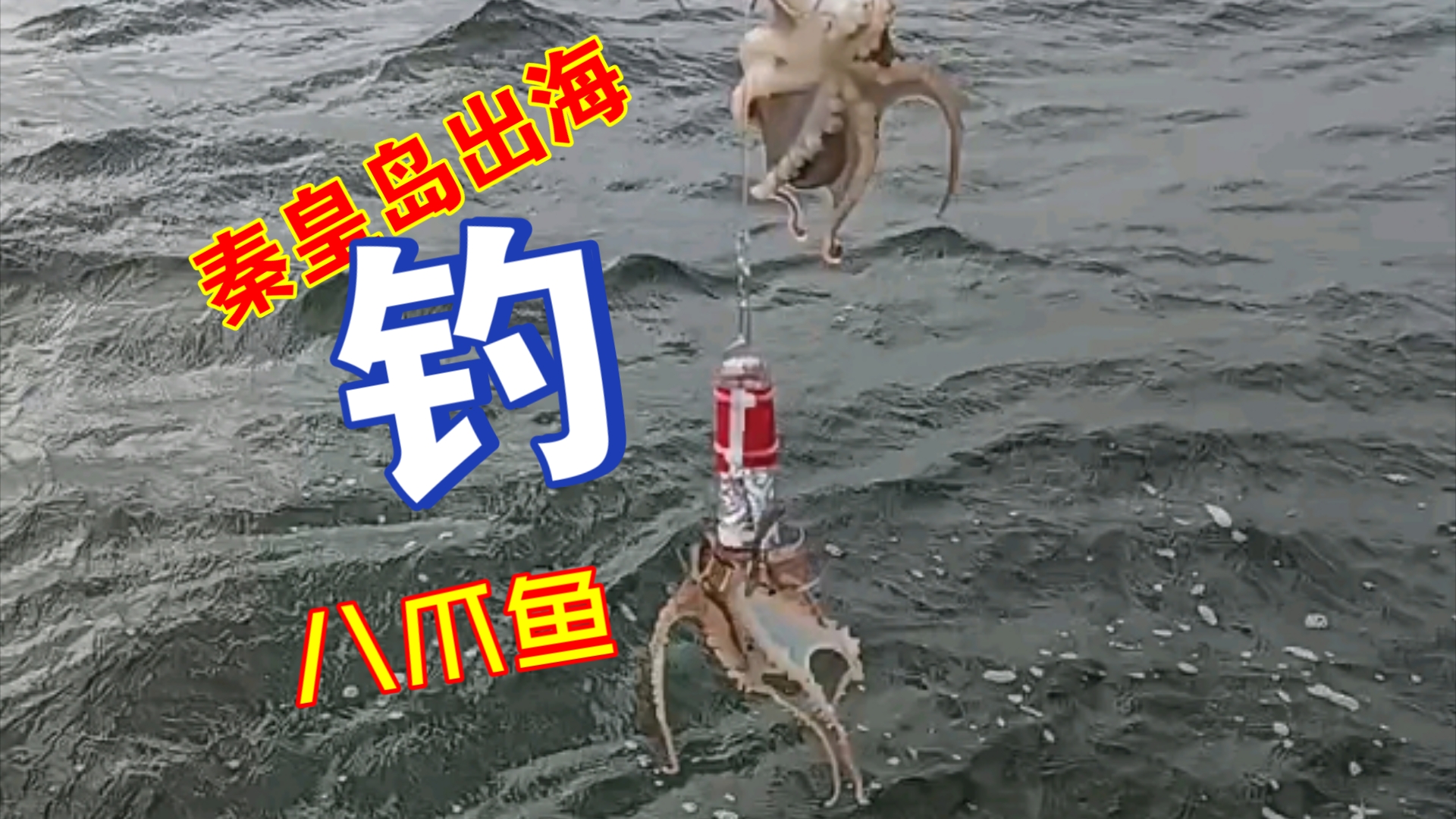 秦皇岛出海钓鱼,钓八爪鱼小章鱼