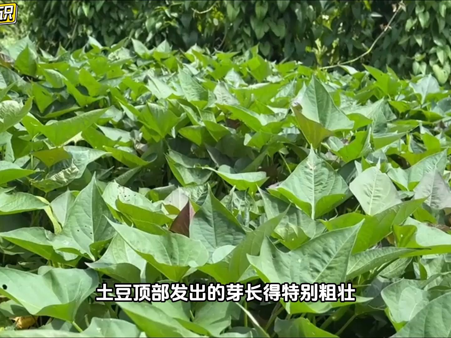 种植土豆如何能高产?学会六个技巧,让您种出又大又圆的马铃薯哔哩哔哩bilibili