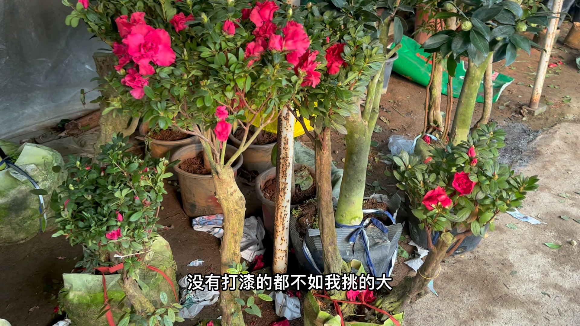 [图]杜鹃是年宵花的主力，花开满头的老桩别有一番滋味，160一盆值吗