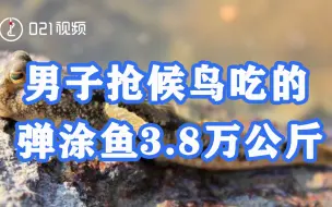 Download Video: 上海一男子抢候鸟吃的弹涂鱼3.8万公斤：造成国家直接经济损失309.7万余元