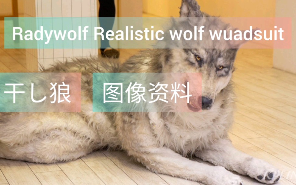 [图]Realistic wolf quadsuit 写实狼 四足兽装 图像资料整理 radywolf生产