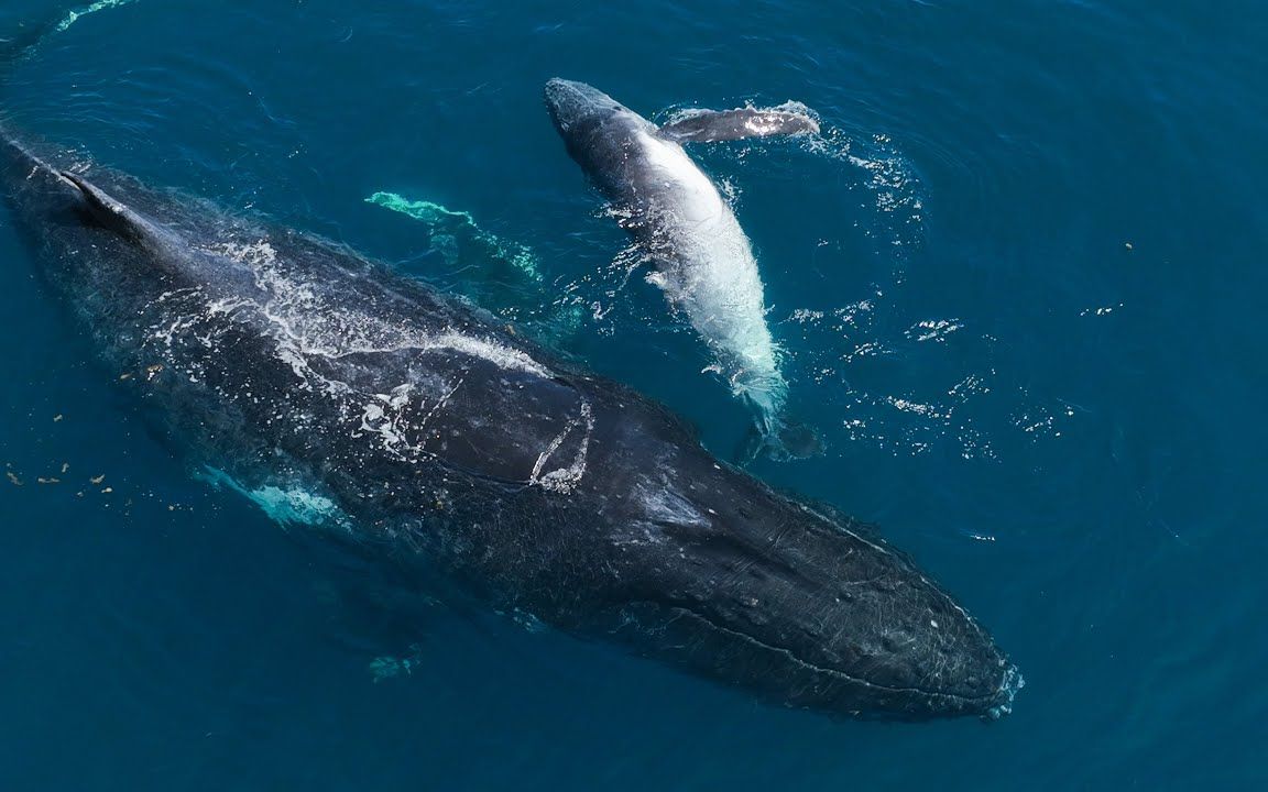 同样是大型海洋生物,为何鲸鱼会被藤壶盯上,大白鲨却非常干净?