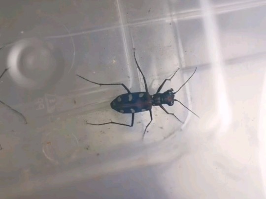 金斑虎甲碰到我,转角遇到爱了这是