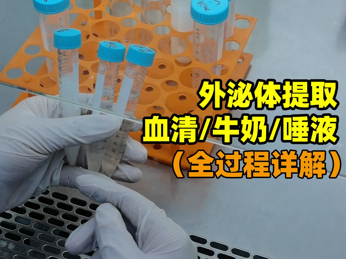 外泌体提取血清/牛奶/唾液,不同样本的处理方法|全过程详解,超速离心哔哩哔哩bilibili