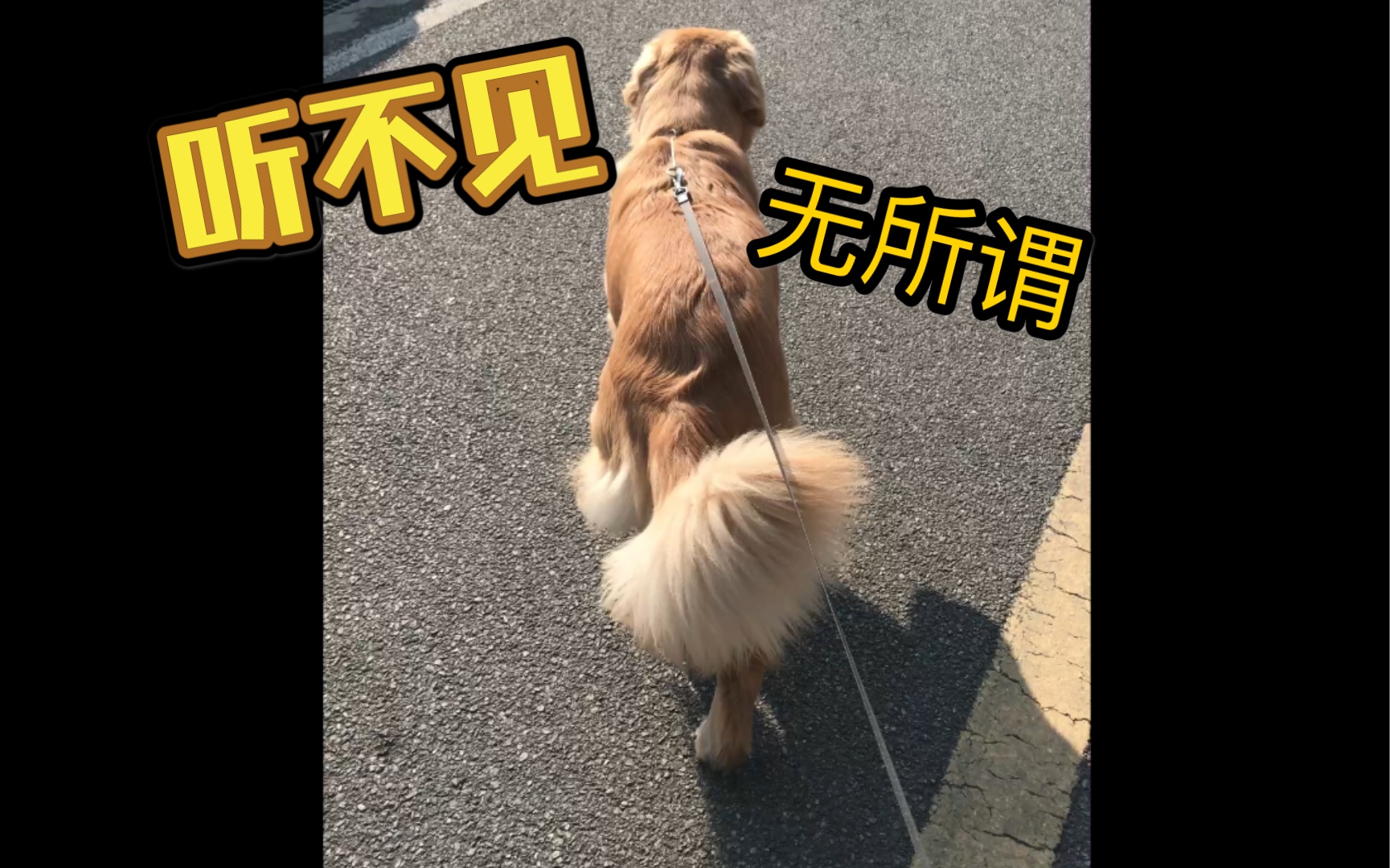 没想到这个怂狗过年听到鞭炮反应如此之淡定【金毛巴卜】