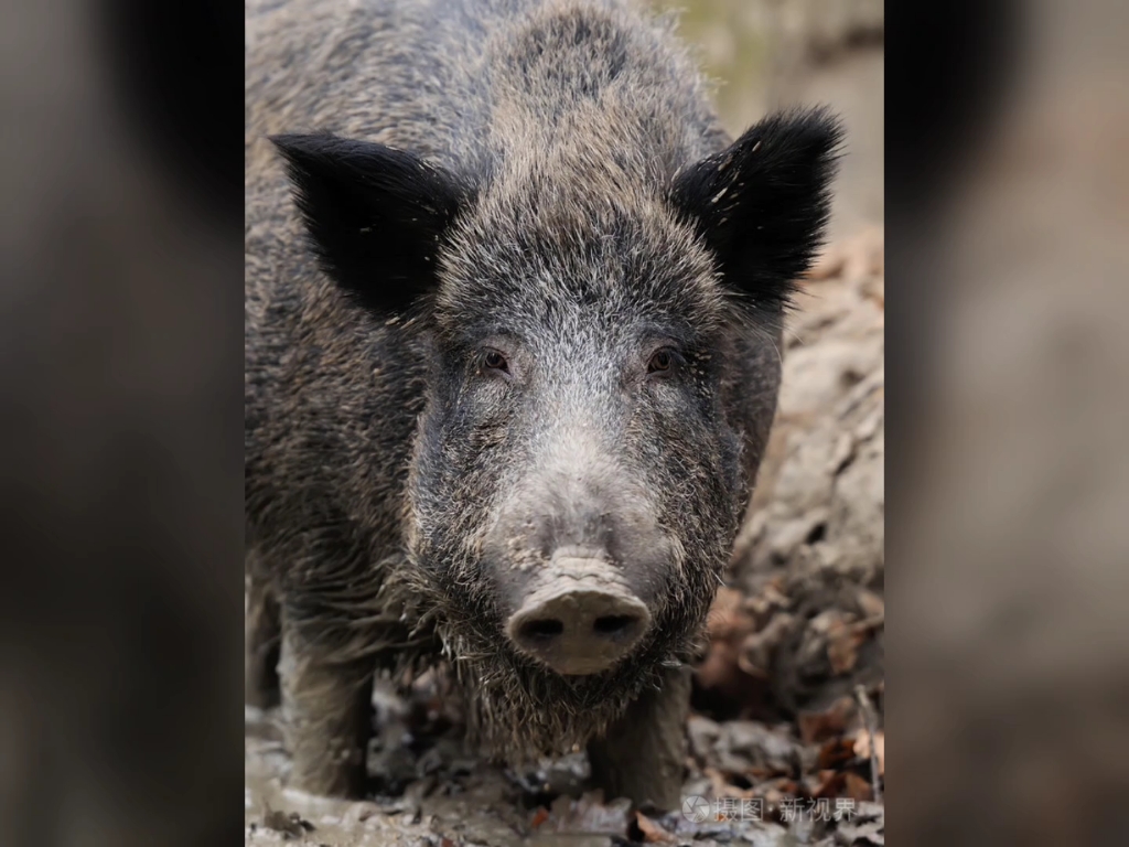 野猪的盔甲有多厚