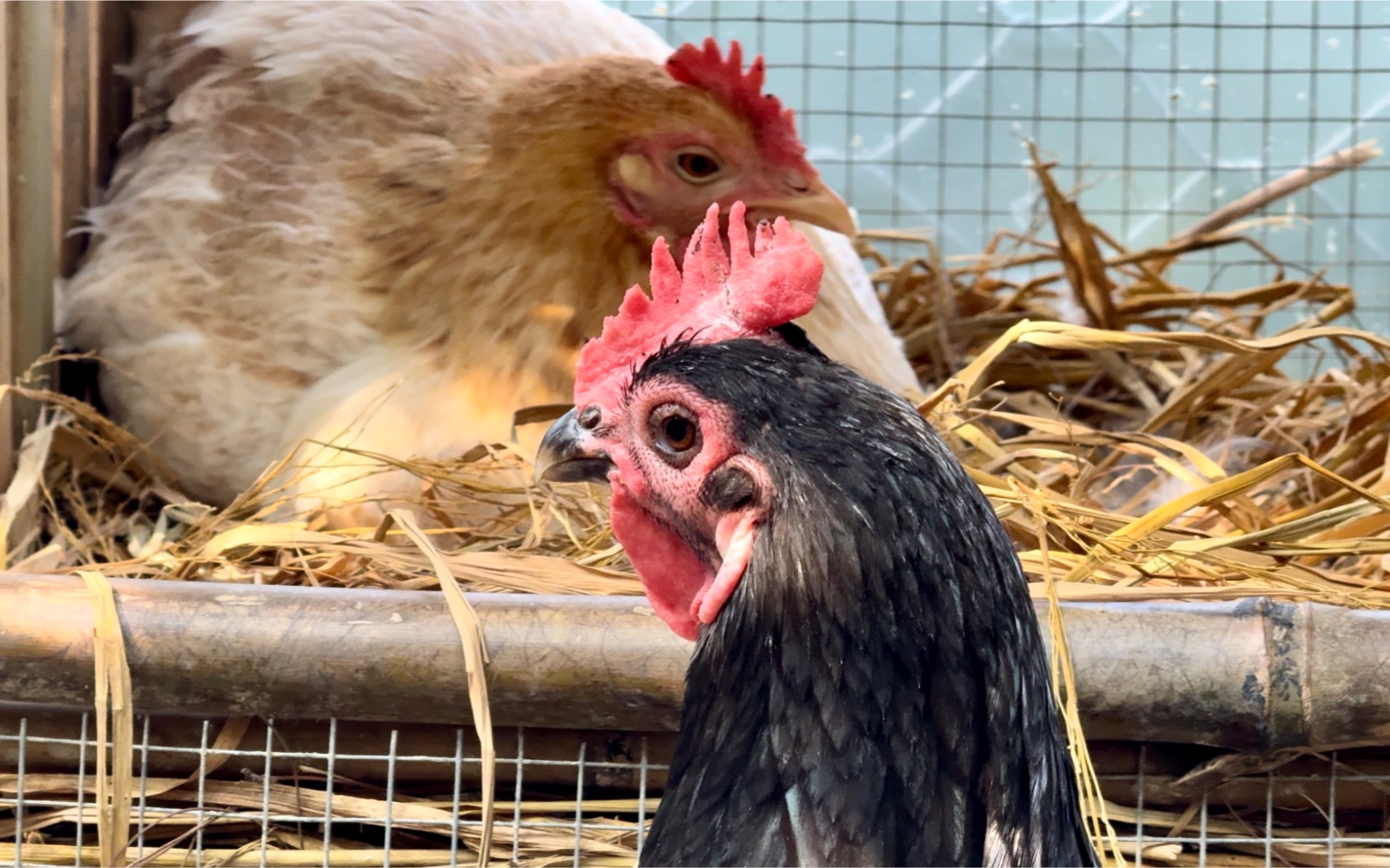 秃头小黑鸡怪有礼貌的,下蛋还排队呢