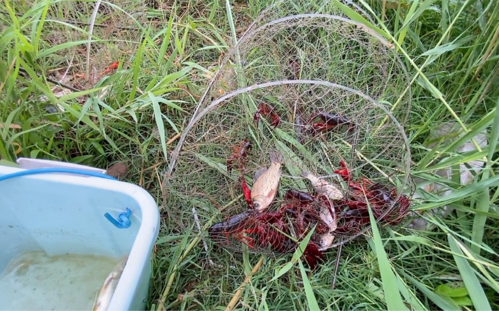 下完大雨第二天去收地笼,小龙虾却意外爆笼,可以美餐一顿了!
