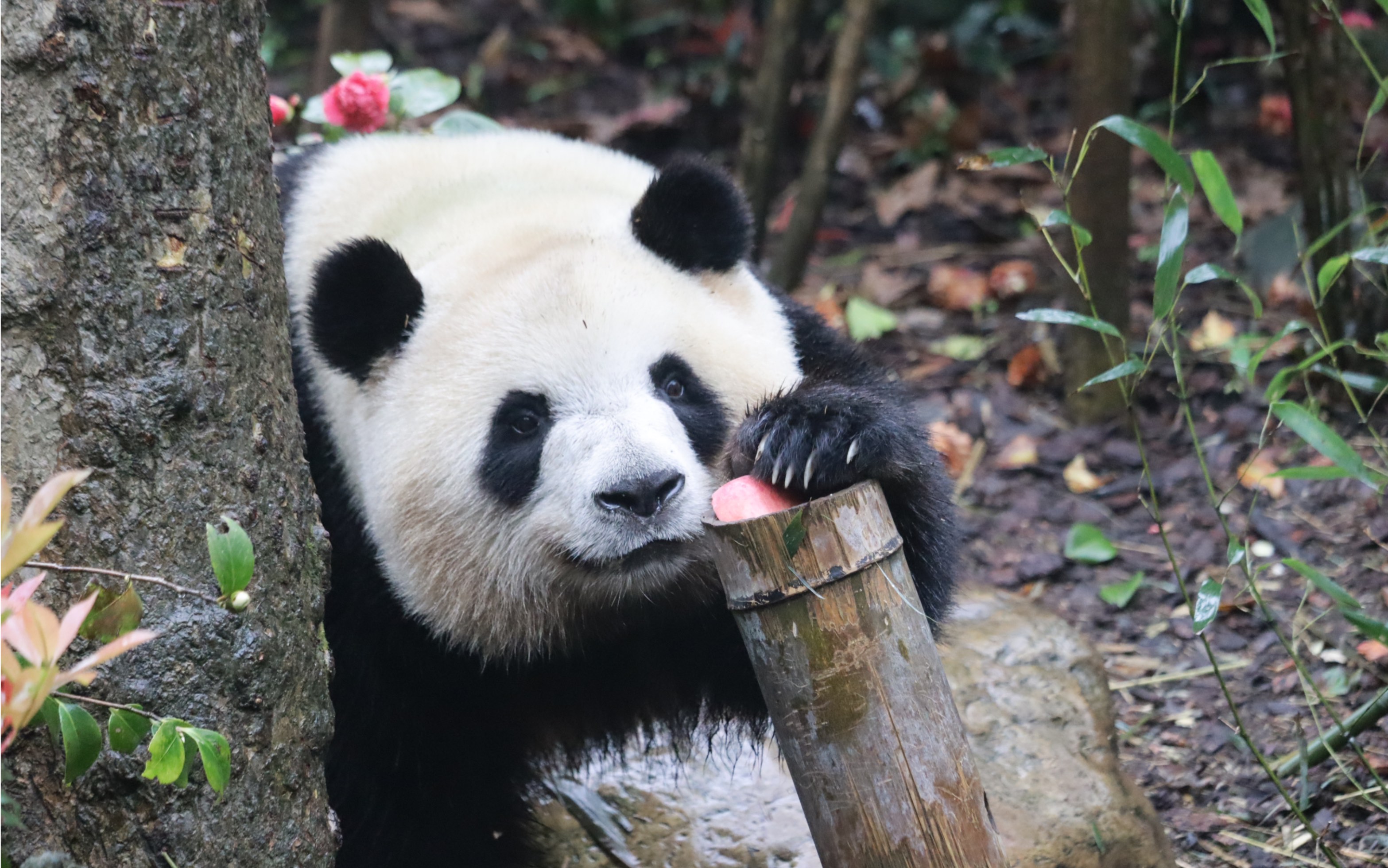 【大熊猫梅兰肉肉】差点就没拍到肉姐拿小樱桃了