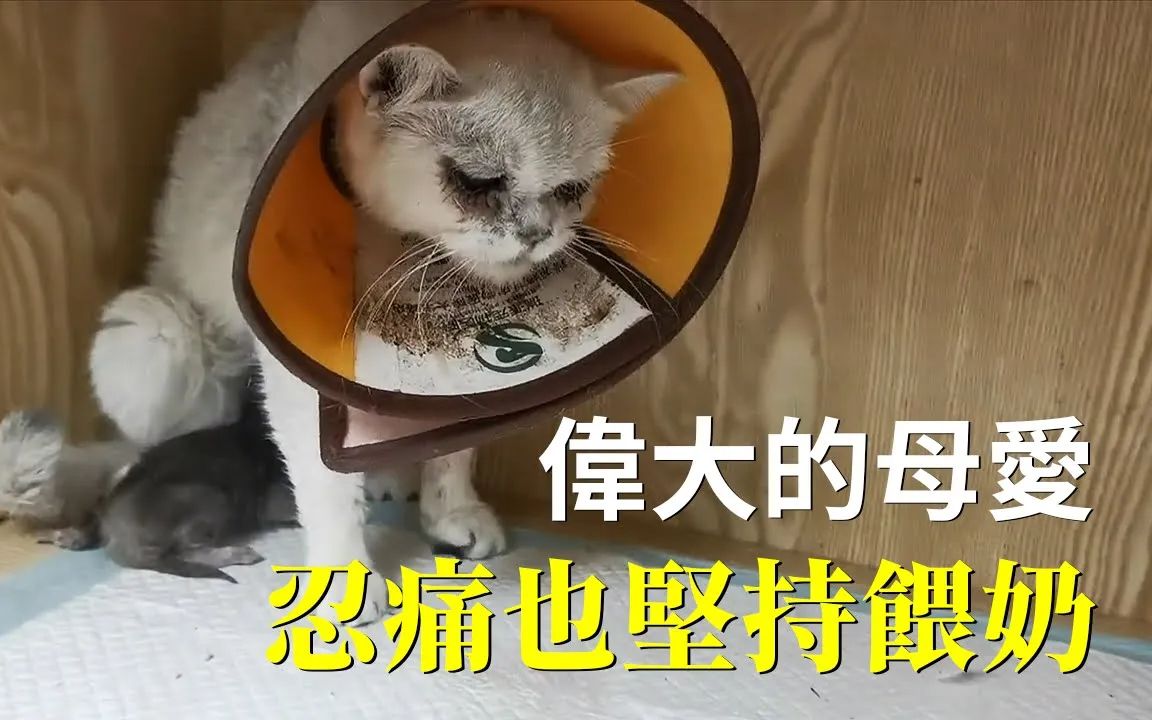 接到医院电话才知道,救助的瘦弱流浪猫竟然在病房生下了一只猫!哔哩哔哩bilibili